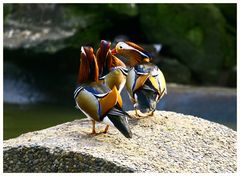 Mandarin - Enten