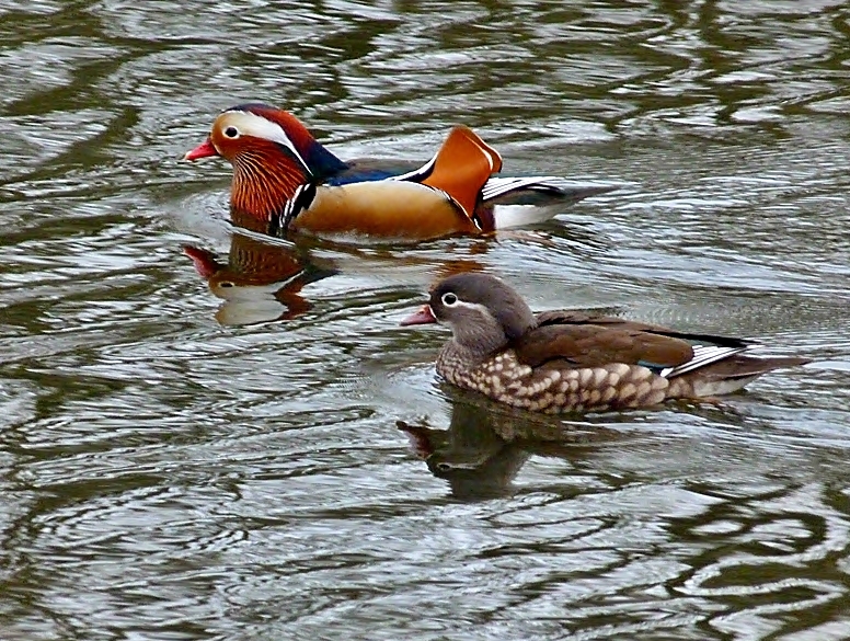 Mandarin-Enten . . .