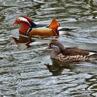 Mandarin-Enten . . .