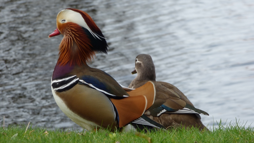 Mandarin-Enten, da werden wohl bald die lieben Kleinen rumsausen.