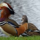 Mandarin-Enten, da werden wohl bald die lieben Kleinen rumsausen.