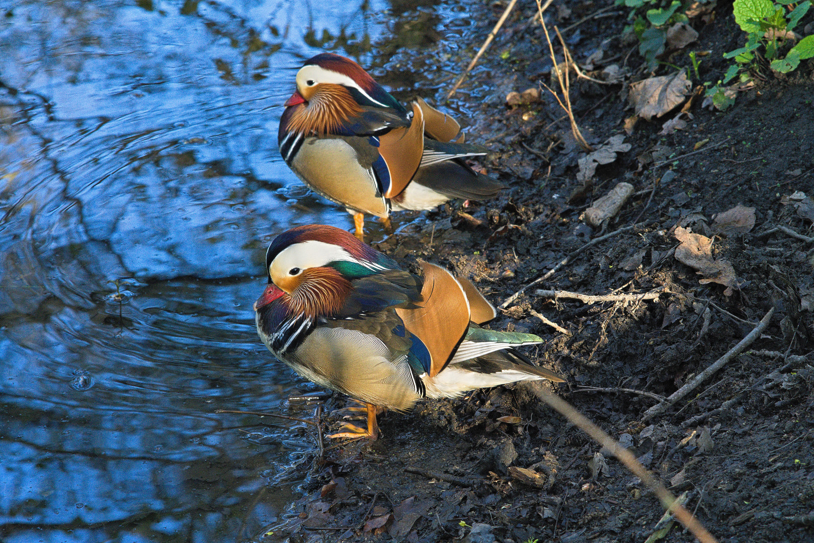 Mandarin Enten Erpel