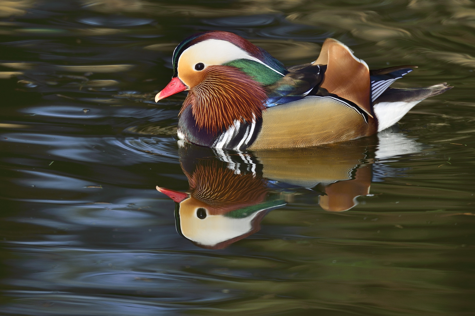 Mandarin-Enten-Erpel