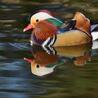 Mandarin-Enten-Erpel