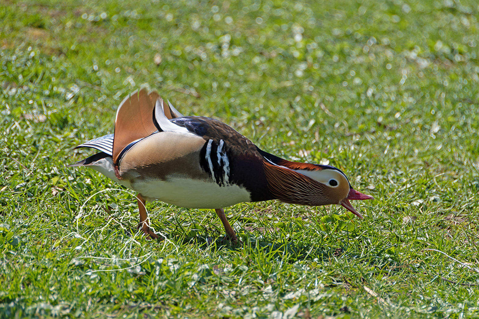 Mandarin Enten Erpel