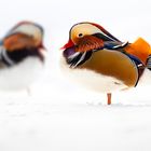 Mandarin Enten im Schnee