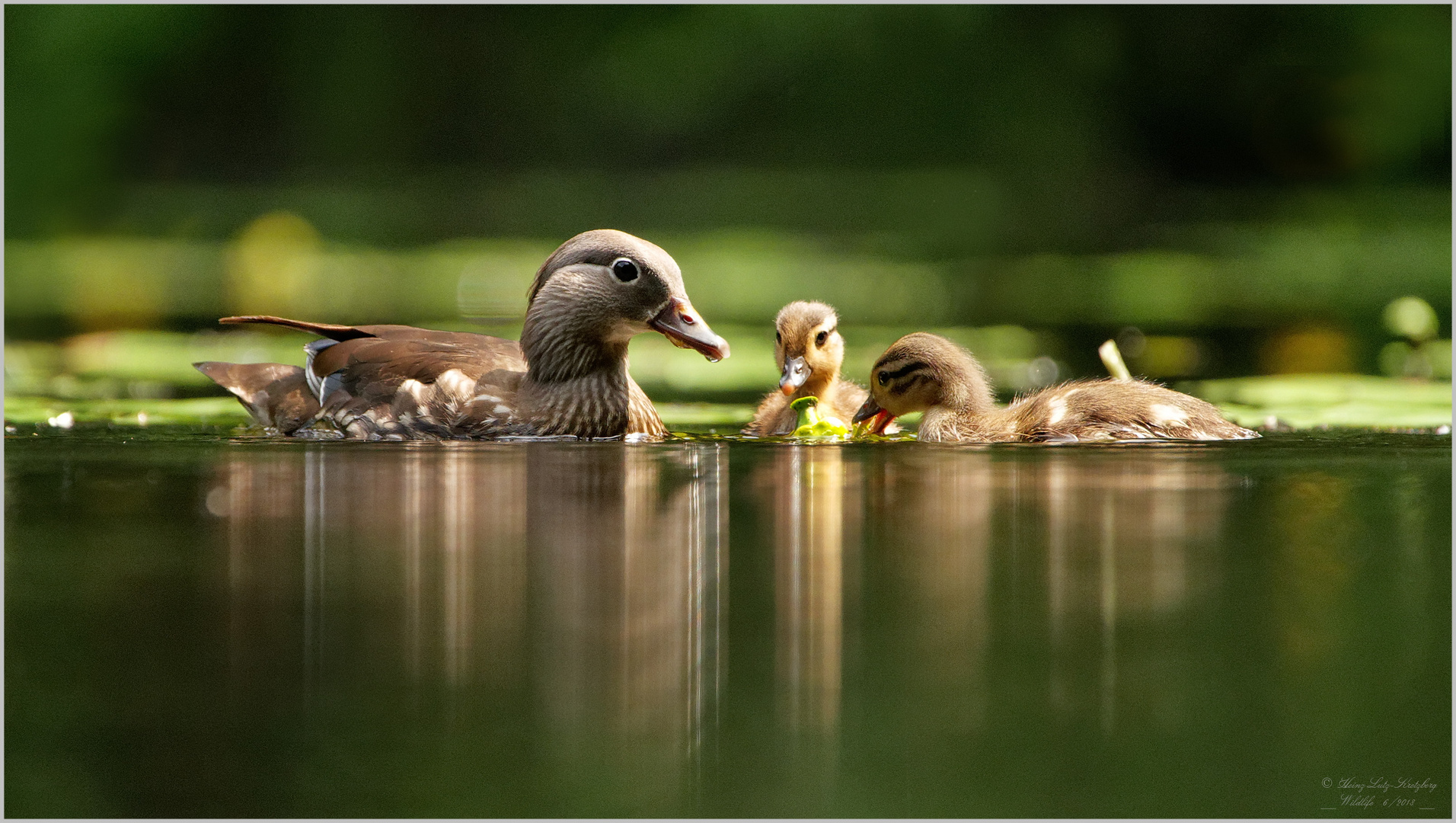 Mandarin Enten Mutter und ihre zwei  Nachkommen 