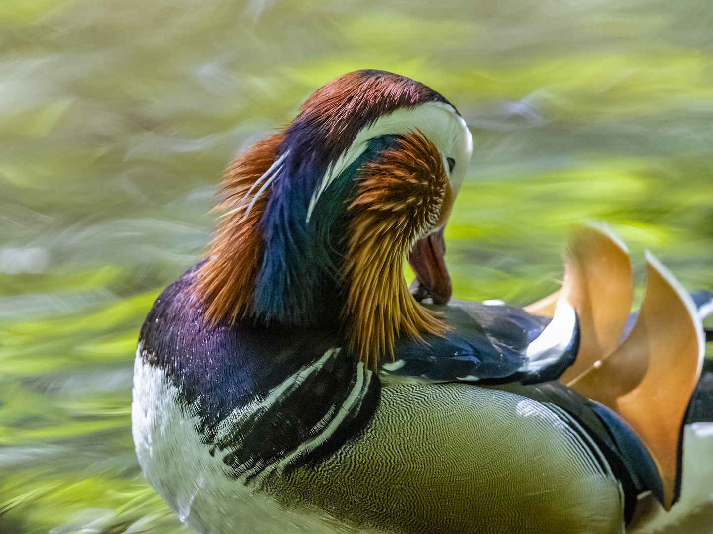 Mandarin-Enten - Zeit für Gefieder-Pflege