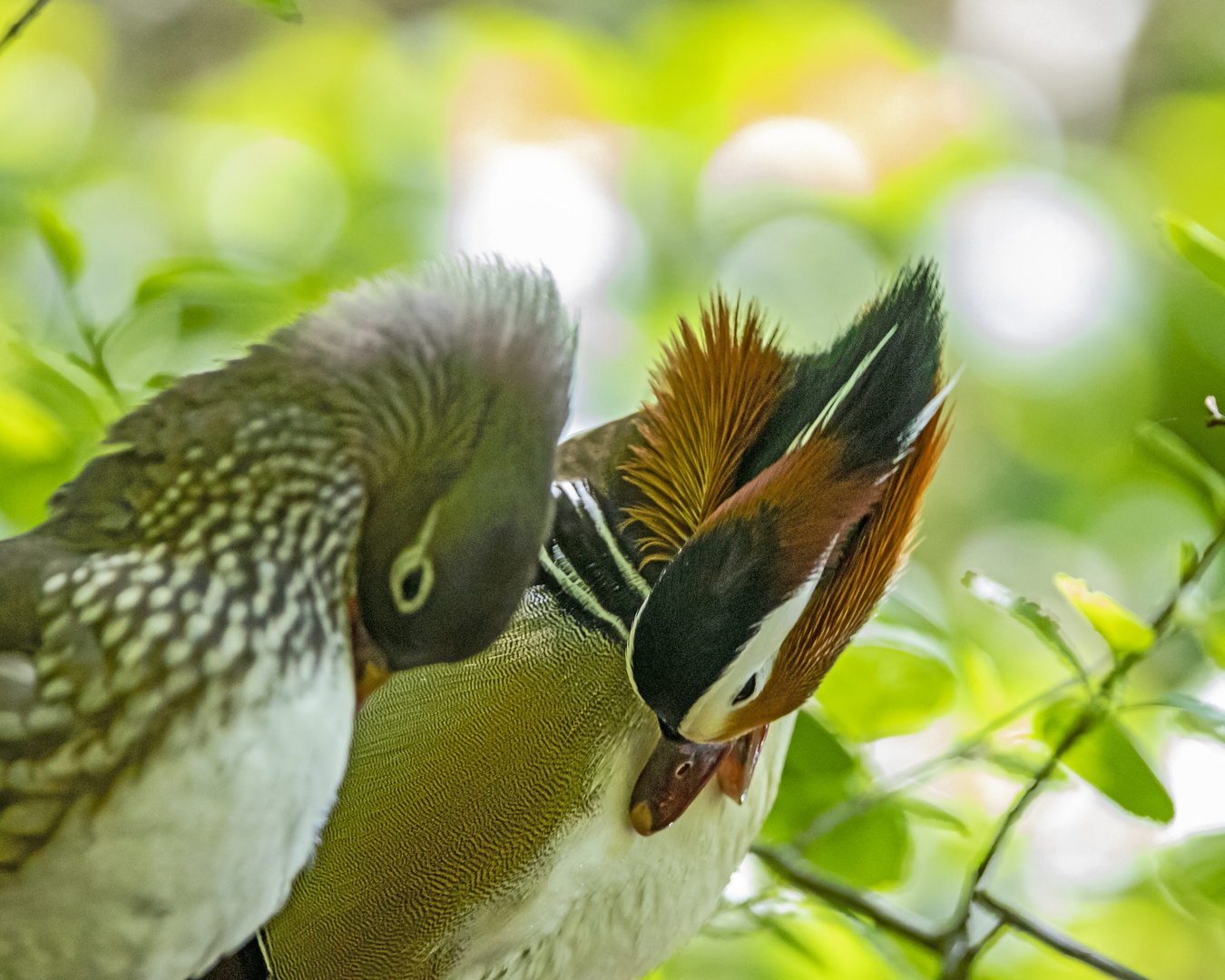 Mandarin-Enten - Zeit für Gefieder-Pflege