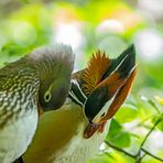 Mandarin-Enten - Zeit für Gefieder-Pflege