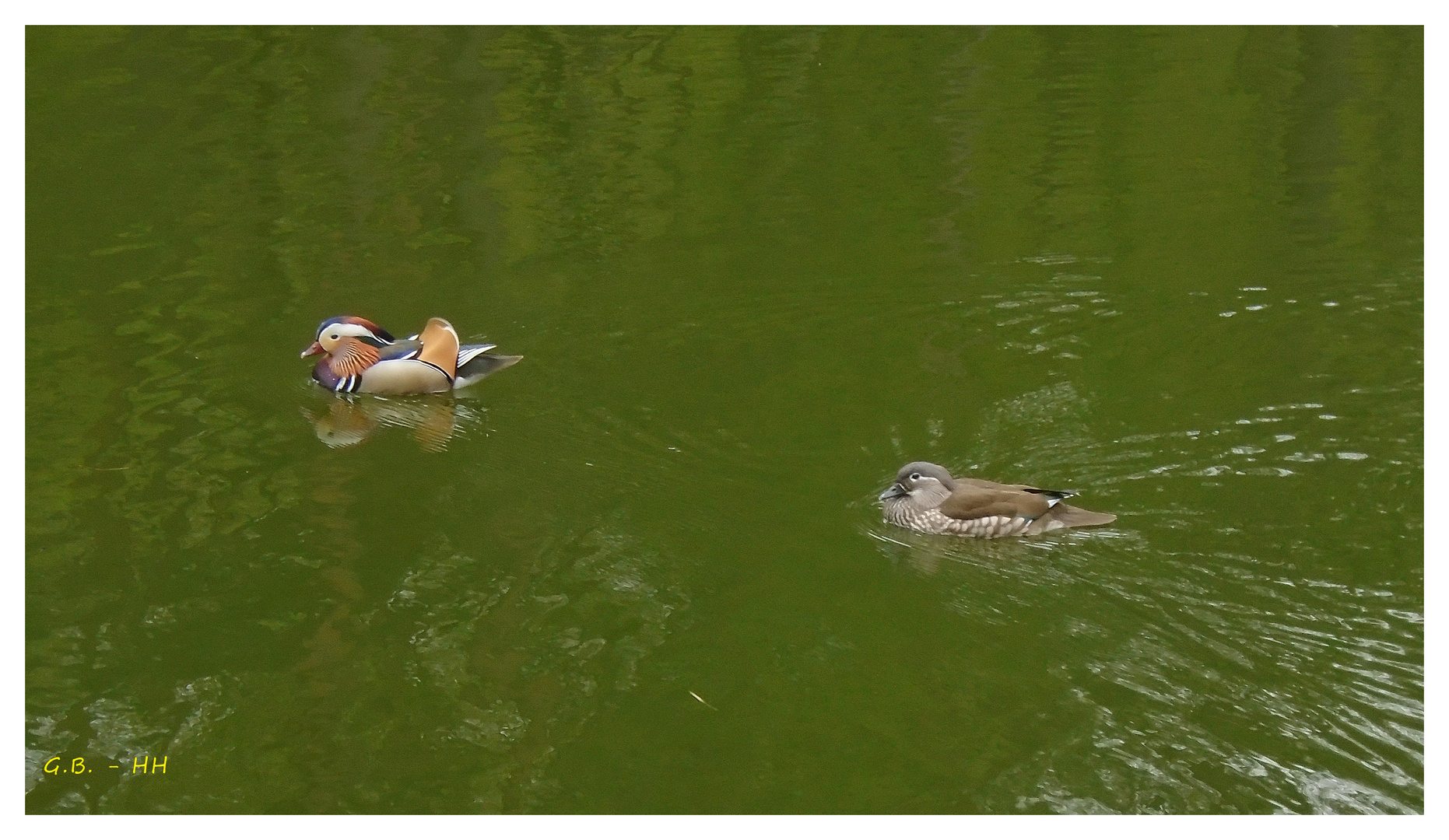 Mandarin-Entenpaar in freier Wildbahn....