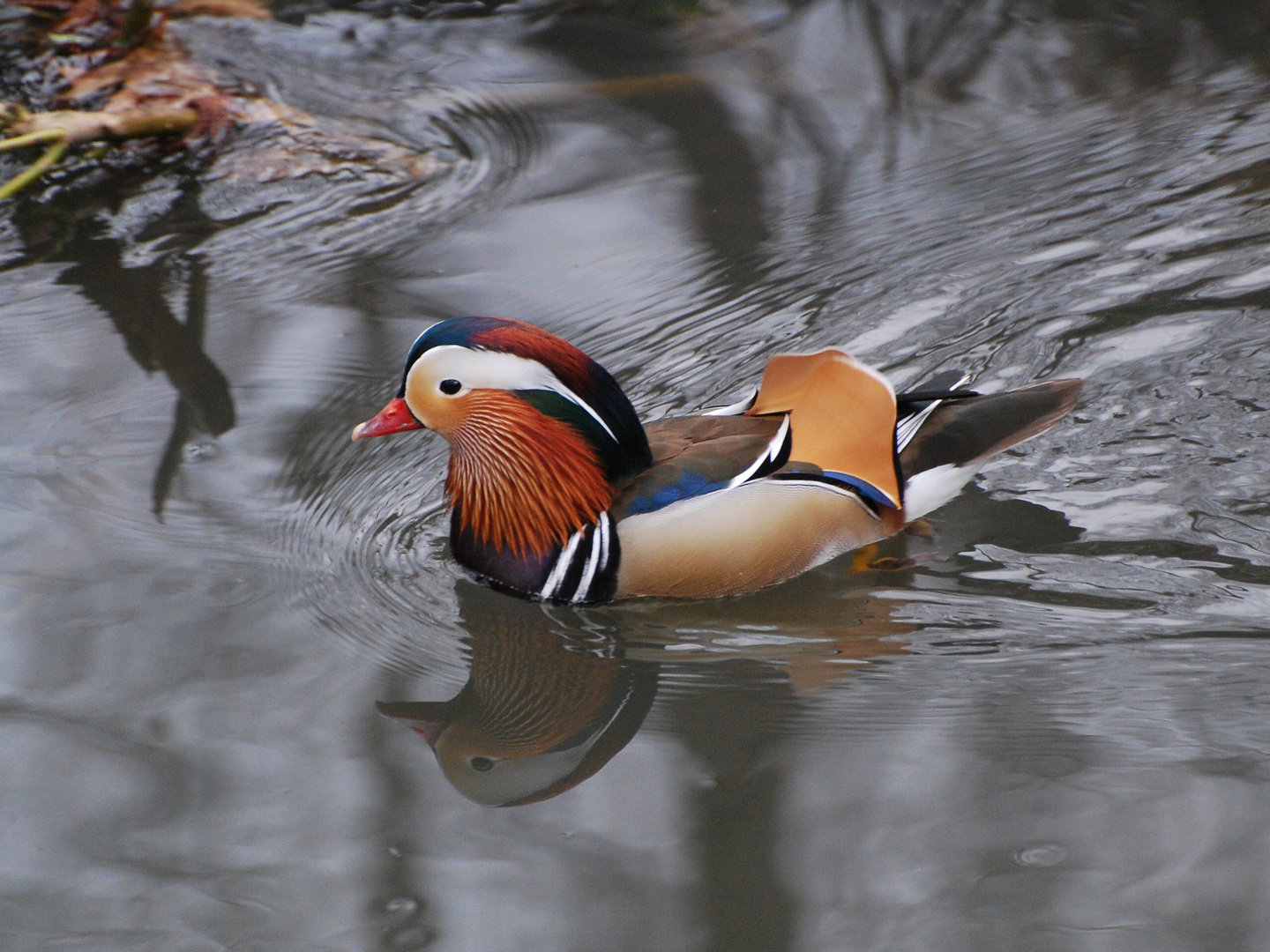 Mandarin-Erpel