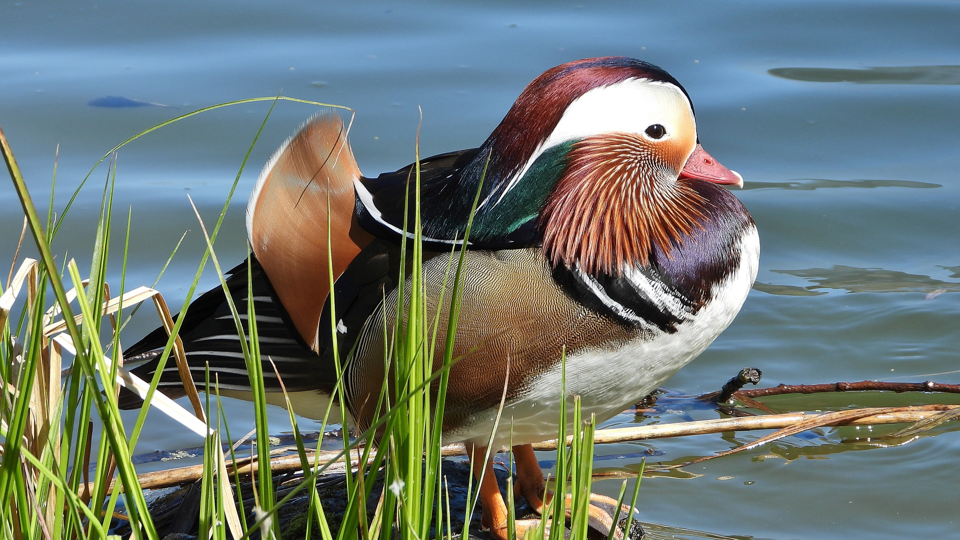 Mandarin Erpel am Sonnenbad