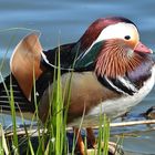 Mandarin Erpel am Sonnenbad