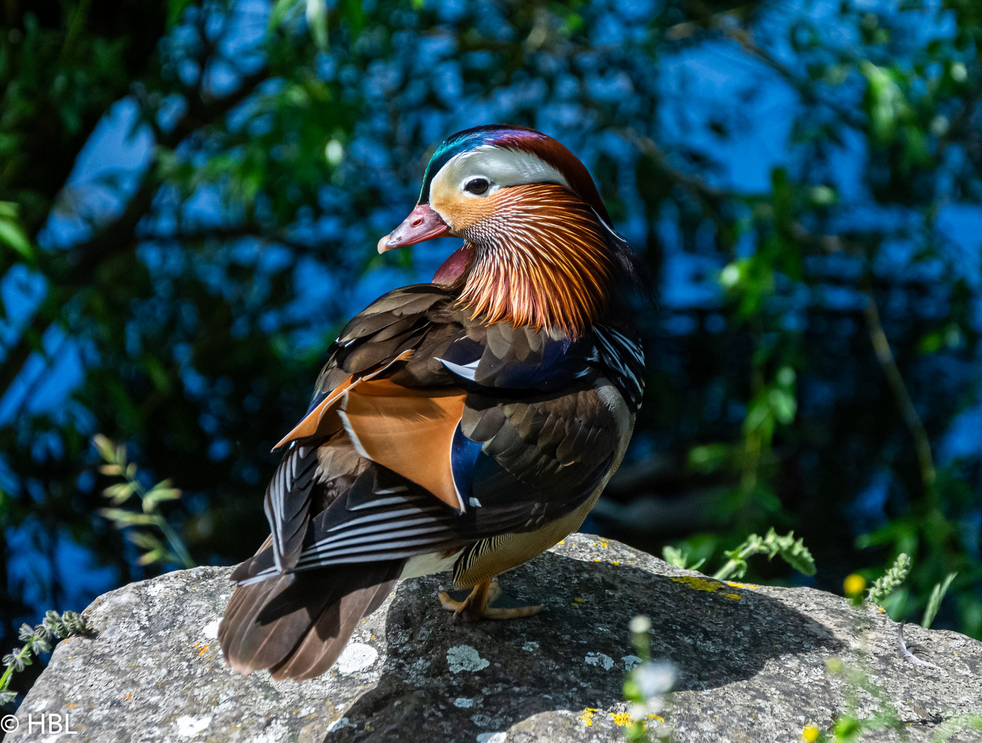 Mandarin-Erpel am Wiler Weiher