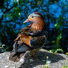 Mandarin-Erpel am Wiler Weiher