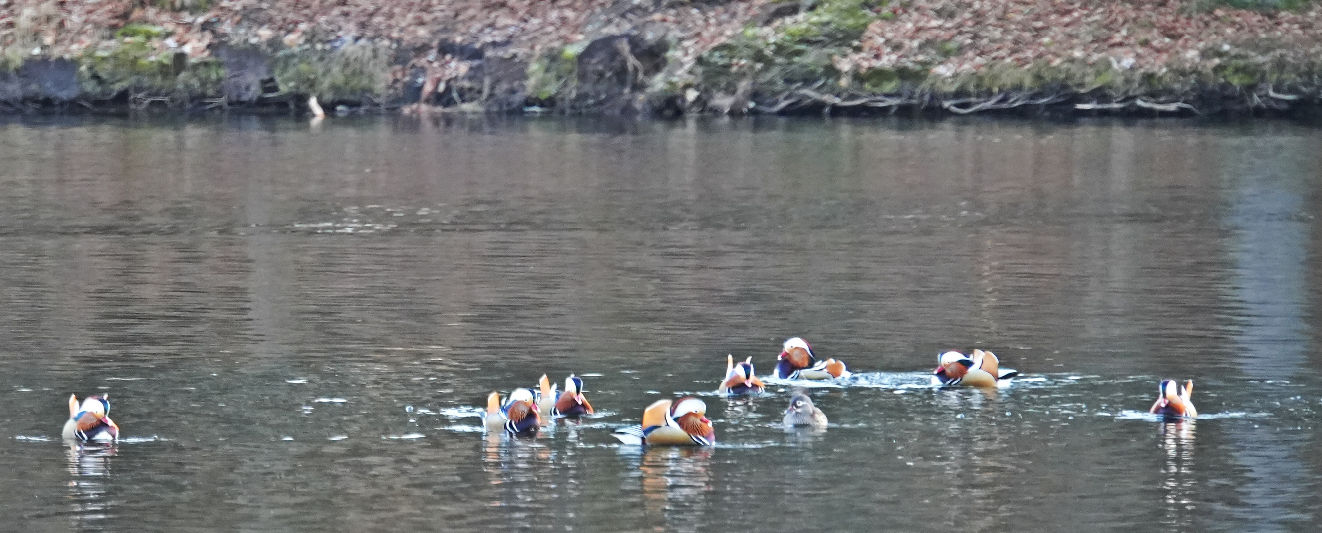 Mandarin-Erpel auf Brautschau