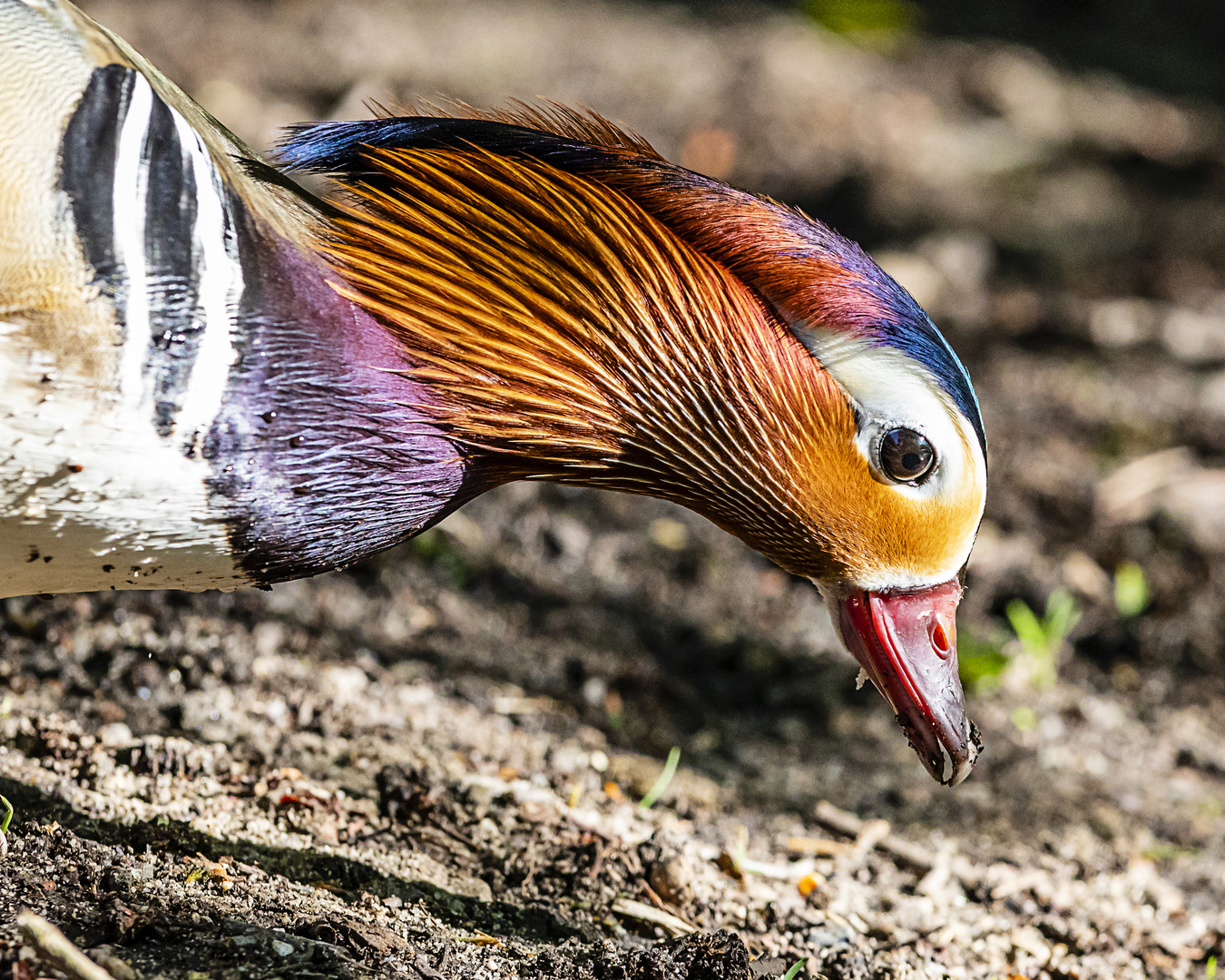 Mandarin-Erpel auf Futtersuche