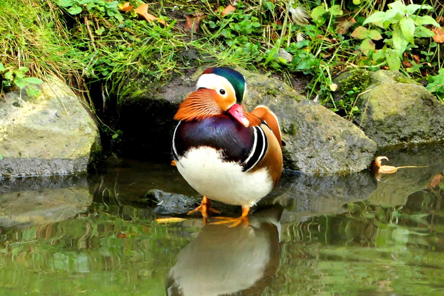 Mandarin Erpel