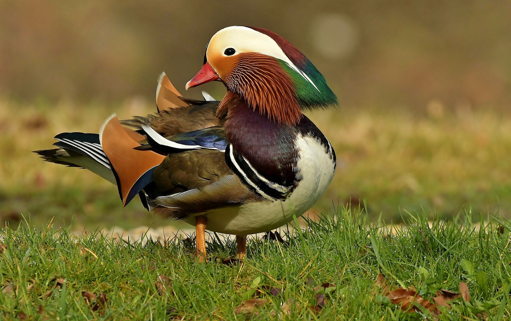 Mandarin Erpel im Frühtau