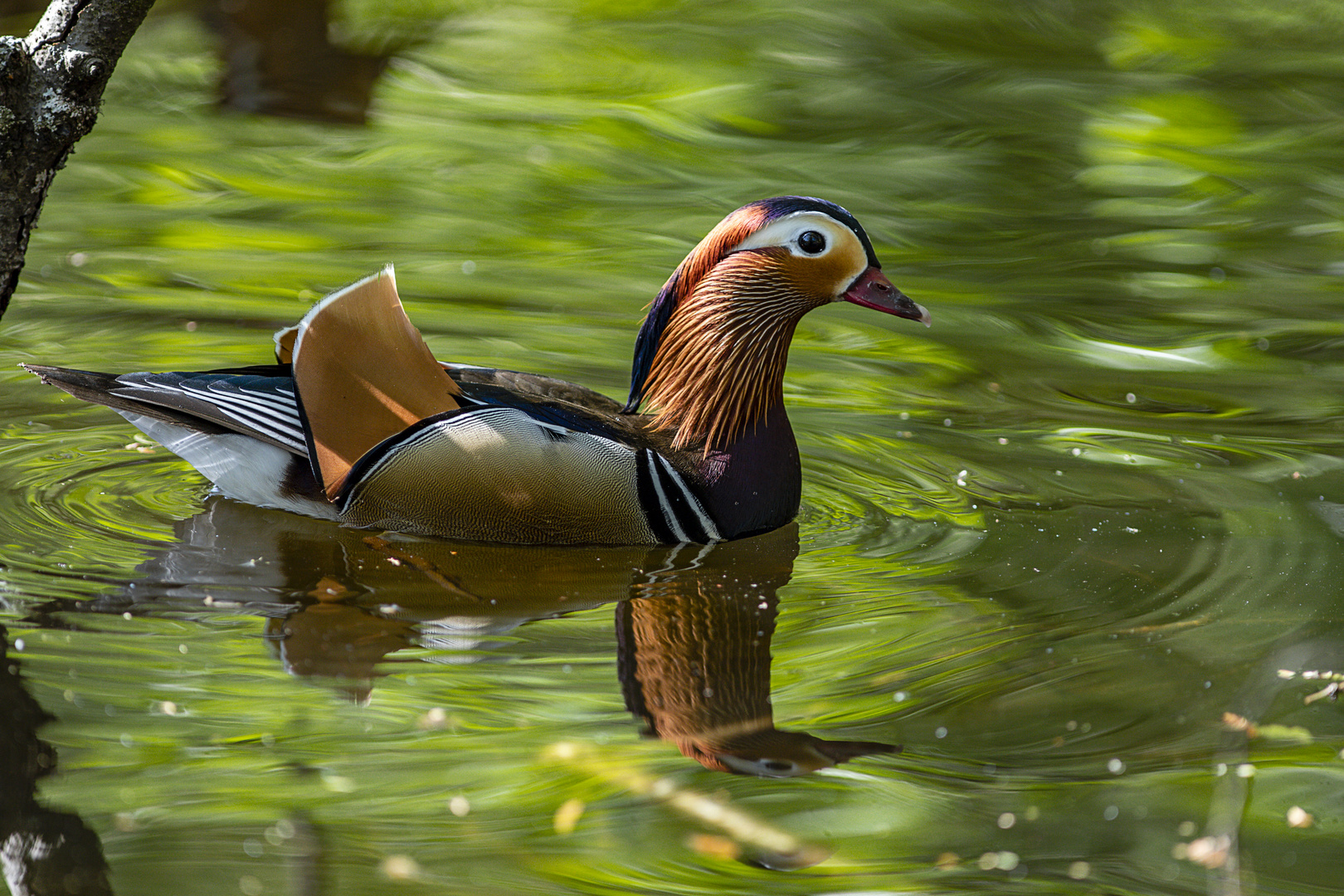 Mandarin Erpel im Prachtkleid (2)