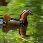 Mandarin Erpel im Prachtkleid (2)