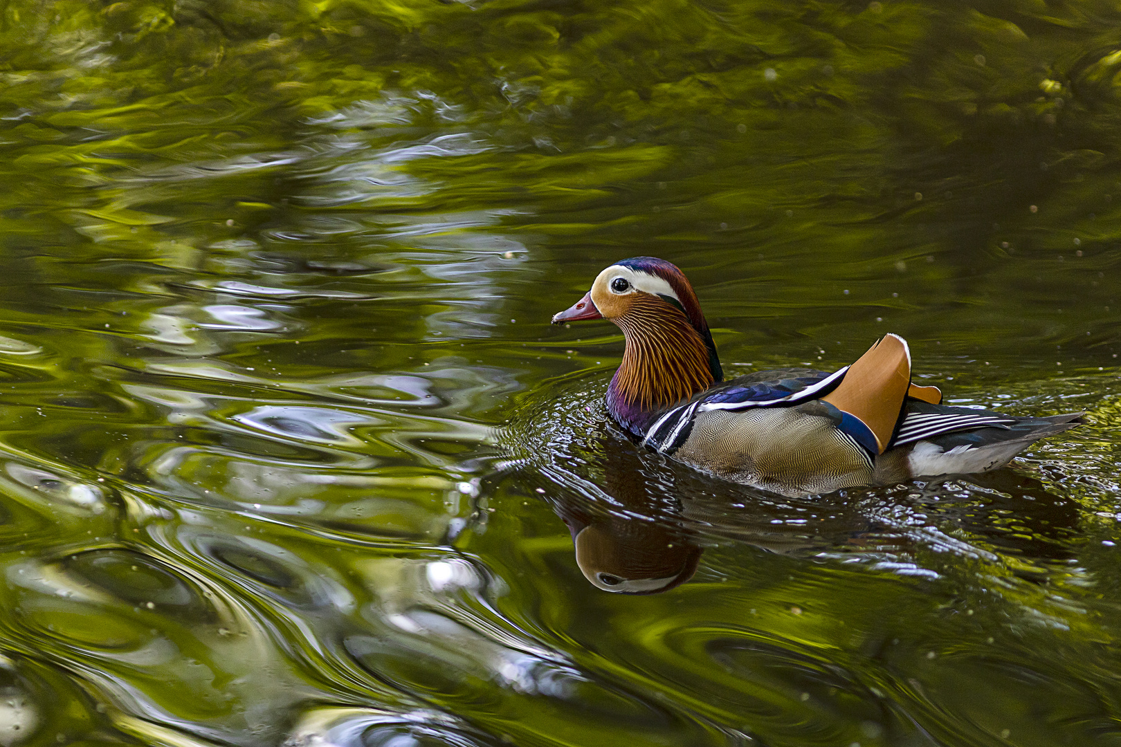 Mandarin Erpel im Prachtkleid