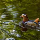 Mandarin Erpel im Prachtkleid