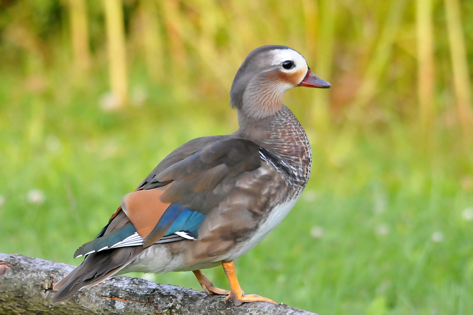 Mandarin Erpel in der Mauser