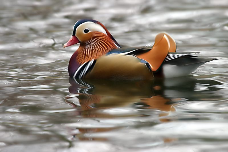 mandarin