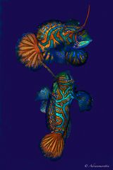 Mandarin fish