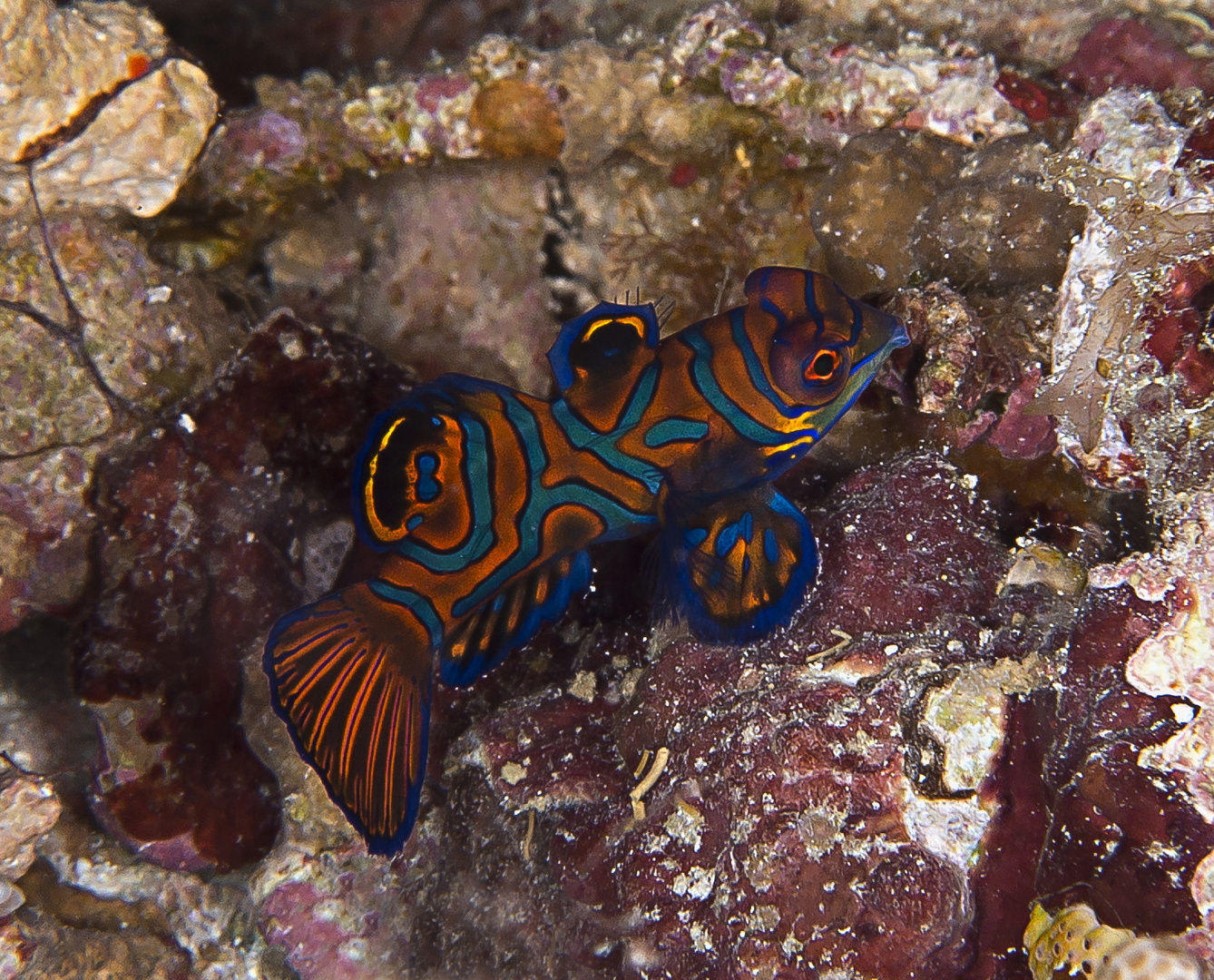 Mandarin fish