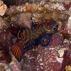 Mandarin fish