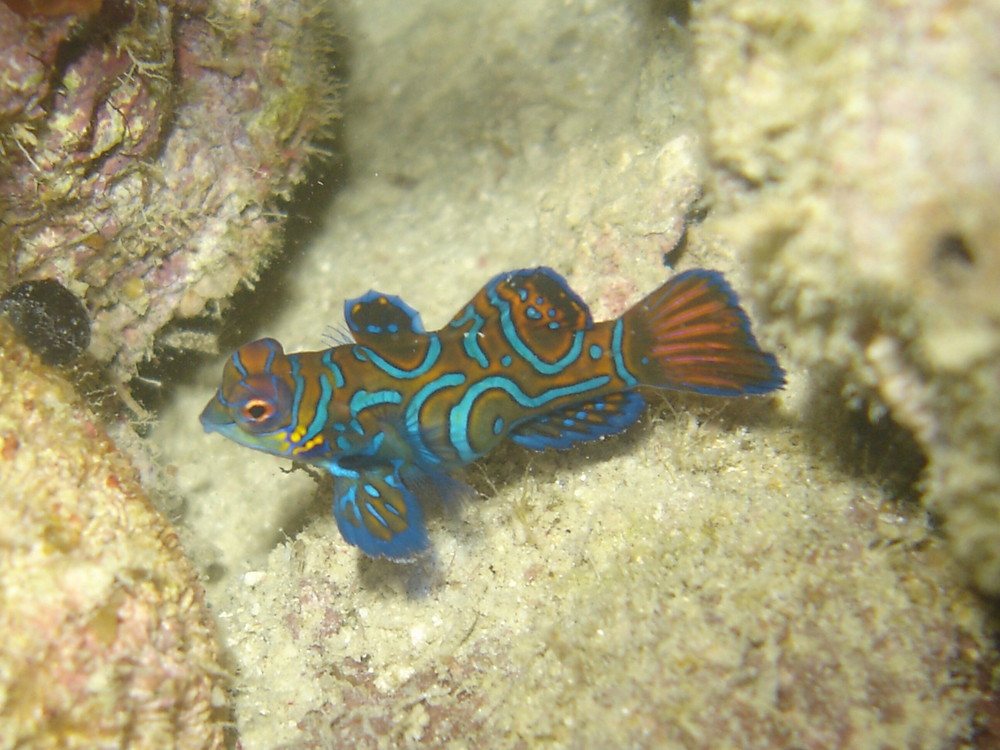 Mandarin Fish