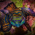 Mandarin Fish