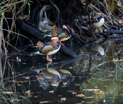 Mandarin-Gespiegle...