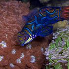 Mandarin Goby