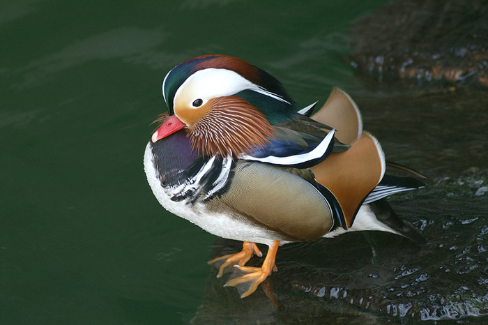 Mandarin im Balzkleid