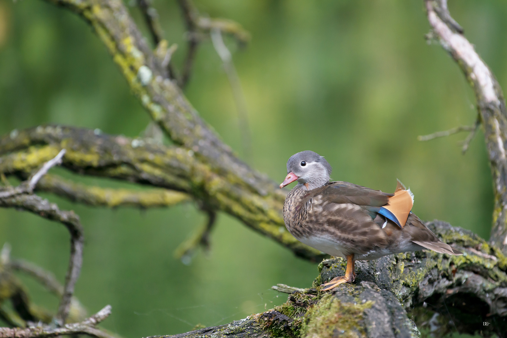 Mandarin im Schlichtkleid