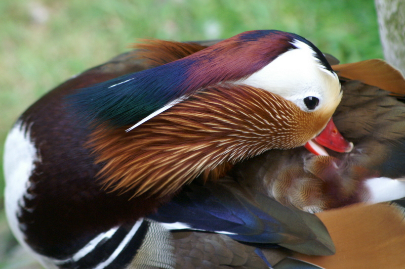 Mandarin Kosmetik