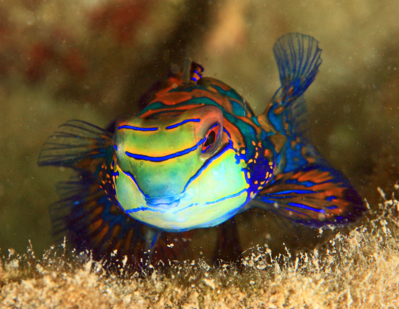 Mandarin-Leierfisch- Synchiropus splendidus