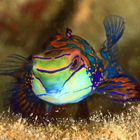 Mandarin-Leierfisch- Synchiropus splendidus