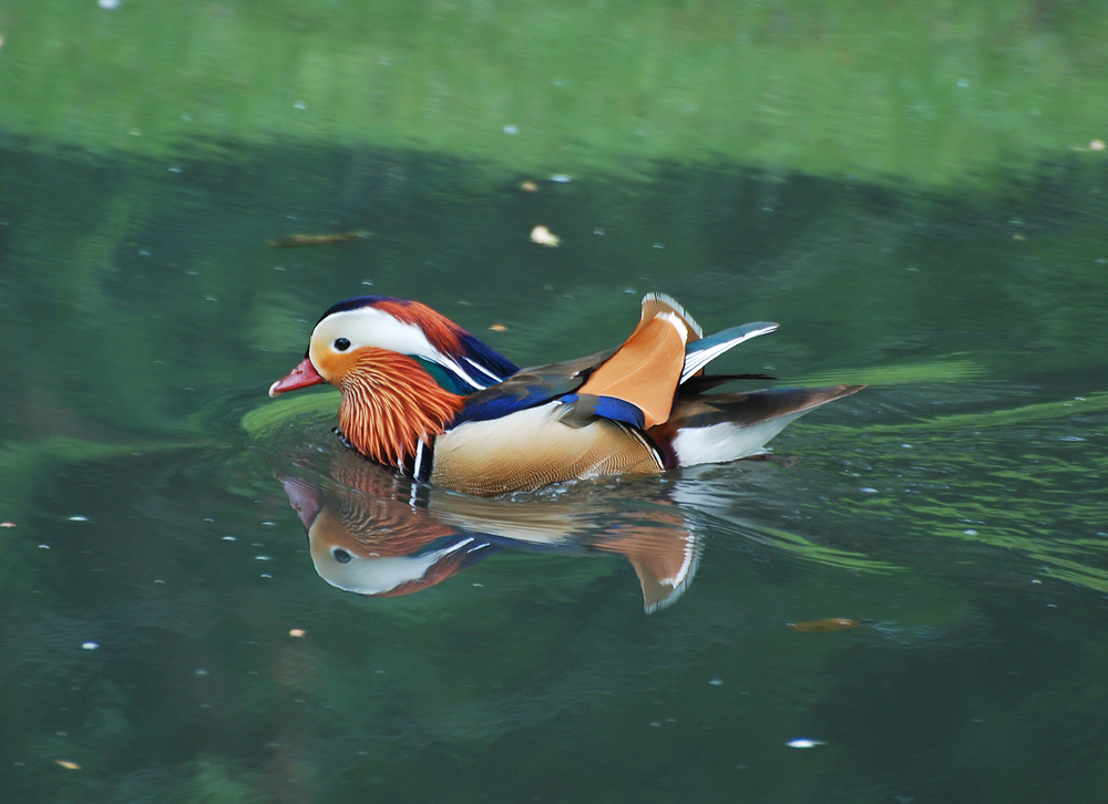 Mandarin Männchen