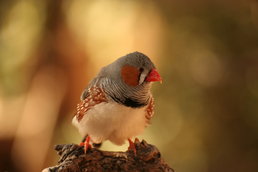 mandarin male