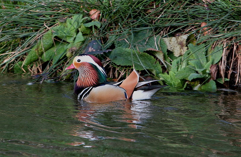 Mandarin /natürlich belassen