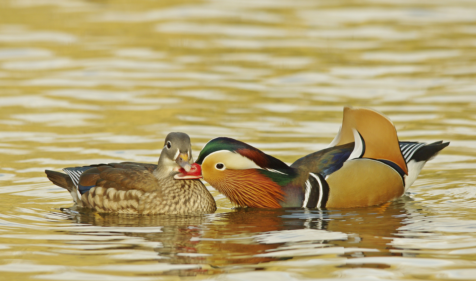 Mandarin - Pärchen