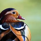 Mandarin Portrait