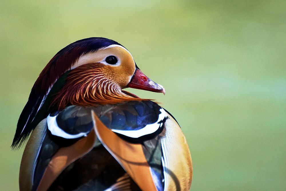 Mandarin Portrait