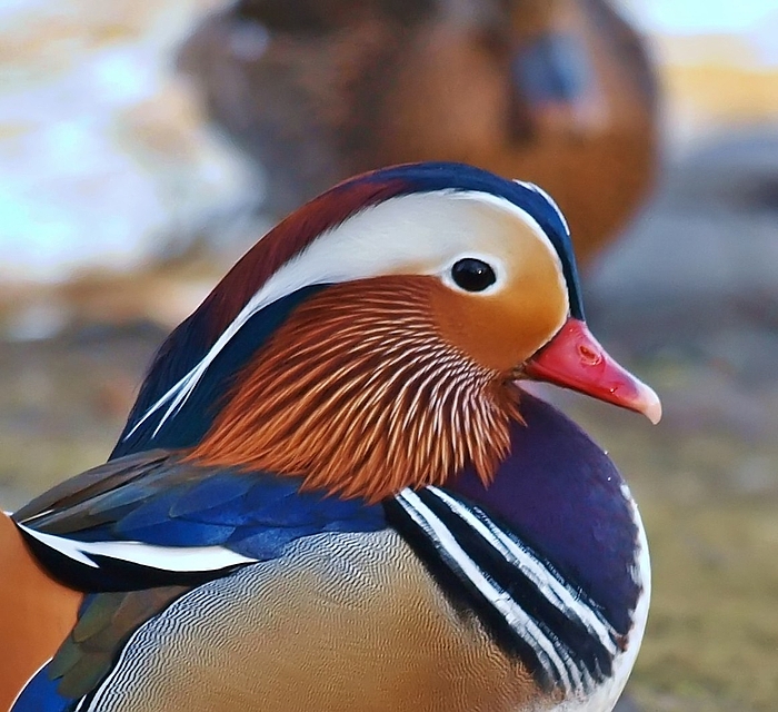 Mandarin-Profil