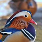 Mandarin-Profil